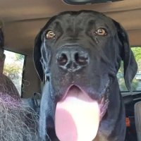 Frank L (@barbqdad61) 's Twitter Profile