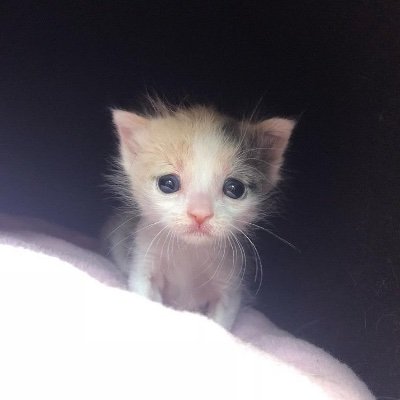 tinybabiekitten's profile picture. Hater of all forms of authority 
🇨🇩🇵🇸🏳️‍🌈