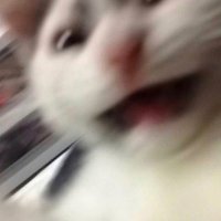 Finn *INACTIVE* (@eternalfuse) 's Twitter Profile