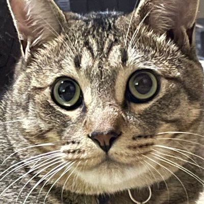 虎徹（DD・アクセル）さんのプロフィール画像