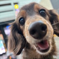 こここ🐶 (@a_cococo_re) 's Twitter Profile