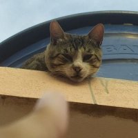 gato tier (@tierlist90) 's Twitter Profile Photo gato tier (@tierlist90) 's Twitter Profile Photo