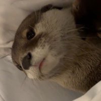 JOJO (@ack3rgf) 's Twitter Profile