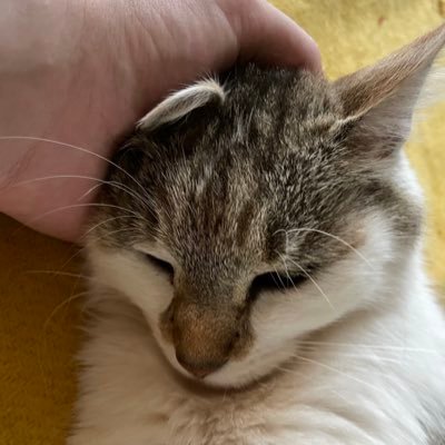 linndwyrm's profile picture. Hi! I’m linlinn and this is where I share my... stuff? thoughts? art? Less art by me on here these days. I share more on Insta and occasionally also Cara/Bsky