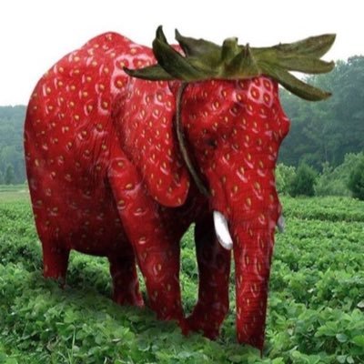 gdonnoheth's profile picture. 20yo. dev & defi enjoyer