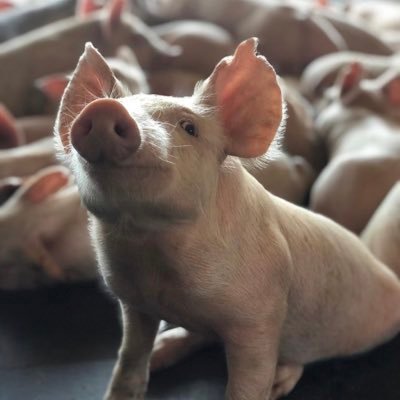 SAMANÁ Caldas /Manizales/Tuluá - Valle♥️
Veterinario Zootecnista.
🎸🎼🏊🏻‍♂️🥩✈️