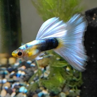 2ET8TOVzoyIshPG's profile picture. 2年前にグッピー再開 30年ぶり位かな