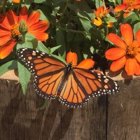 Daydreamer (@nancyrosenberg1) 's Twitter Profile