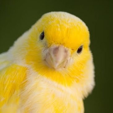 Canary_cg's profile picture. 川崎とその周辺でカードゲーム(デュエマ,ホロカ,GCG,ワンピ)やってます。FPSも少しだけ。