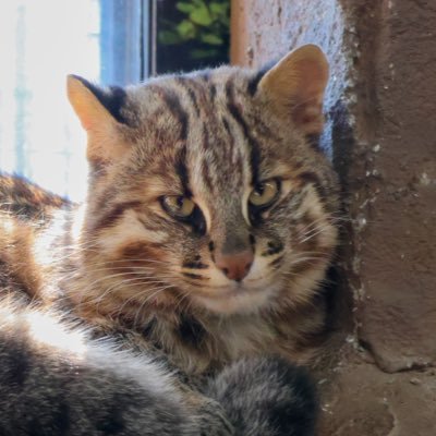 ヤマネコにハマり、いつのまにかヤマネコのアカウントになってしまったヒツジ好きの人。すずり と さご が特に好き! 🚫Reproduction prohibited. 無断転載禁止⚠️【山猫】https://t.co/cDtRAT5fnY