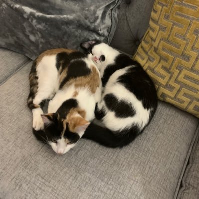 EricSmith107's profile picture. 🏴󠁧󠁢󠁥󠁮󠁧󠁿NFFC. Rangers🇬🇧🇺🇸