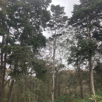 pfpaau's profile picture. Soluciones en Automatizacion Sistemas de informacion. DBA, Project Manager. Microsoft Azure. PowerApps, apoyo a los principes Azules. C#. JavaScript 🇬🇹