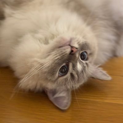 minagishl's profile picture. フロントエンド系と飼っているラグドールの猫の投稿が多いです 最近はのんびりレポート進めつつ開発してます