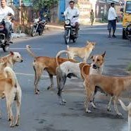 Here to provide a solution to stop the stray dog menace .