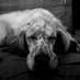 LaColotxa (@lacolotxa) Twitter profile photo LaColotxa (@lacolotxa) Twitter profile photo