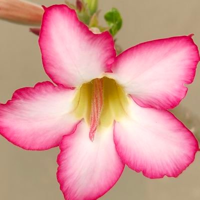 katiyar_alka's profile picture. 