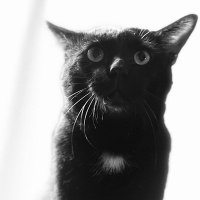 lingling🐈⬛ (@luckycharmling) 's Twitter Profile