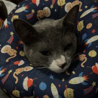 Ranzinzinha (@uaisapata) 's Twitter Profile