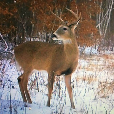 Pilgrim. Curator. Sherlockian. Railroad buff. Angler. Anything outdoors. Minneapolis via Denver & Chicago. Any opinions my own, not my employer. he/him
