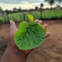 𝖚𝕯𝖊𝖒𝖆𝖓𝖊🇿🇼🇿🇦 (@udemanethestorm) 's Twitter Profile