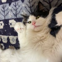 めるどら (@mell5002) 's Twitter Profile Photo