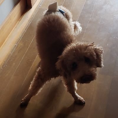 ドラゴン猫ネビュラさんのプロフィール画像