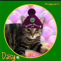 Sox, Daisy 🌈 Luna and Teddy💙 (@soxandd) 's Twitter Profile Photo Sox, Daisy 🌈 Luna and Teddy💙 (@soxandd) 's Twitter Profile Photo