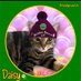 Sox, Daisy 🌈 Luna and Teddy💙 (@soxandd) Twitter profile photo Sox, Daisy 🌈 Luna and Teddy💙 (@soxandd) Twitter profile photo