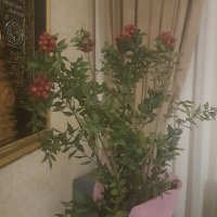 neslihan (@neslihandrnyrt1) 's Twitter Profile Photo neslihan (@neslihandrnyrt1) 's Twitter Profile Photo