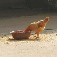 BenasWho (@huubenas) 's Twitter Profile