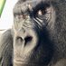 Michelle Tammaro (@gorilla_panzuto) Twitter profile photo Michelle Tammaro (@gorilla_panzuto) Twitter profile photo