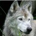 Feroz Lobo (@yovaville) Twitter profile photo Feroz Lobo (@yovaville) Twitter profile photo