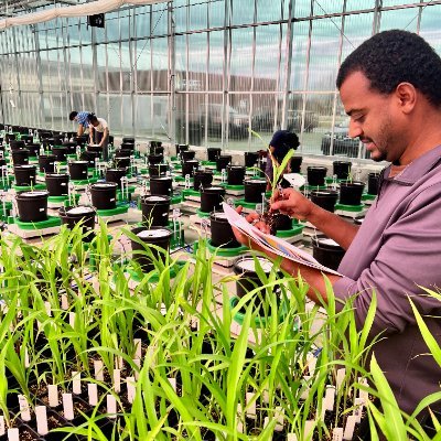 Post-doctoral Research Associate at UIUC
Interested in cellular level to whole Plant Physiology |Developmental Biology | Breeding for stress tolerance.