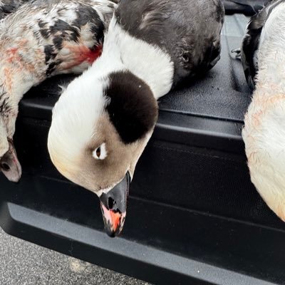 Quintontski's profile picture. 