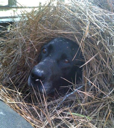 doughall00's profile picture. Living In Freedom Everyday