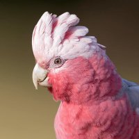 YourMum (@yaflaminggalah) 's Twitter Profile Photo YourMum (@yaflaminggalah) 's Twitter Profile Photo