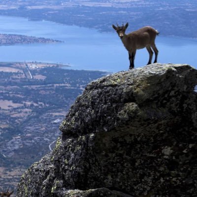 elsenordelamar1's profile picture. Furbo