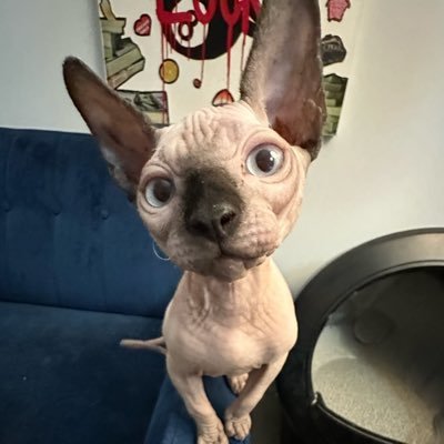 ilovesphynxcats's profile picture. hi, i’m brucie 🐾