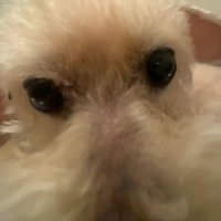 yurara (@yurarapu) 's Twitter Profile
