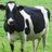 TWD_cow's profile image