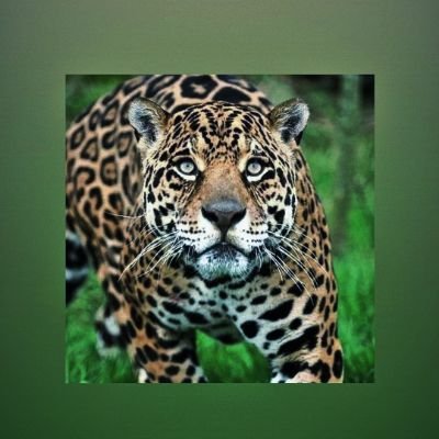 LourdesYixbamby's profile picture. 👑JESUS🙏 🇧🇷💚💜🤍😾🐶🙊🐒🐕🐕‍🦺🐈‍⬛🦁🐯🐅🐆🐴🐎🦓🦌🐮🦬🐂🐃🐄🐷🐖🐏🐑🐐🐪🐫🦙🦒🐗🦣🐘🦏🦛🐰🐇🐿🦫🦔🐻🐨🐻‍❄️🐼🦥🦦🦨🦘🦡🐾🐾🐔🦃🐓🐤🐥🕊️ 🚨🙌🙏💜🙌🚰🛐🙌🤝