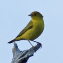 Michael McDowell - @icarusrises - Twitter