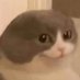 Sippycat (@_sawasch_) Twitter profile photo Sippycat (@_sawasch_) Twitter profile photo