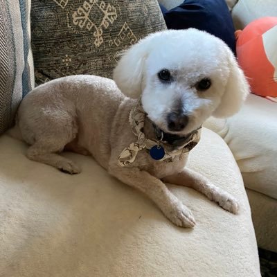 BrianDwyerTV's profile picture. Spectrum News 1 -  CNY/North Country/Fort Drum Reporter. All grammatical errors are on purpose. #Rams #GoBlue #SUNYOswego