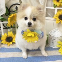 まろん🌰ポメ (@pome_marron0115) 's Twitter Profile Photo まろん🌰ポメ (@pome_marron0115) 's Twitter Profile Photo