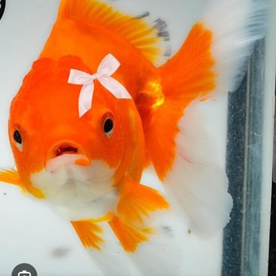 Evelynn124's profile picture. Hiiihiiihiiiihiiihiii( ๑˃̶ ꇴ ˂̶)♪⁺

Im 15 so.. Idk if u wanna click that follow cuz i dunno u wanna do dat lmaooo