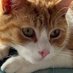 Seamus The Cat (@thecatwhochats) Twitter profile photo Seamus The Cat (@thecatwhochats) Twitter profile photo