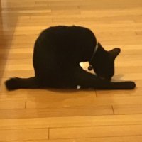 RYUネコ (@ryu_cat_12) 's Twitter Profile