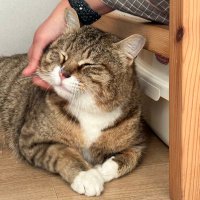 🏡가족찾는🏡바위 (@rockstarcat0305) 's Twitter Profile Photo 🏡가족찾는🏡바위 (@rockstarcat0305) 's Twitter Profile Photo