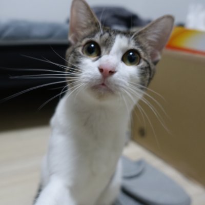 kekshibata's profile picture. MLE / @kaggle Expert (🥇🥈🥉)